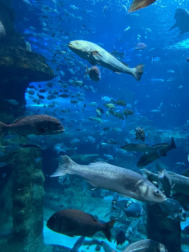 Aquarium Donostia: what to see, prices and opening hours 2 IMG 20250815 WA0022