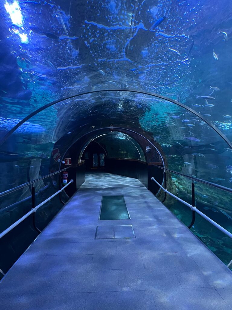 Aquarium Donostia: what to see, prices and opening hours 1 Aquarium Donostia: what to see, prices and opening hours