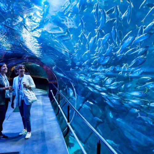 aquarium-donostia